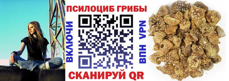 хочу   Тамбов  Галлюциногенные грибы Psilocybine cubensis 